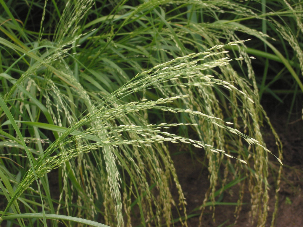 Teff, the superfood you should be eating!